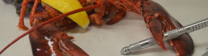 Cooked lobster with lemon wedge and seafood fork and cracker.